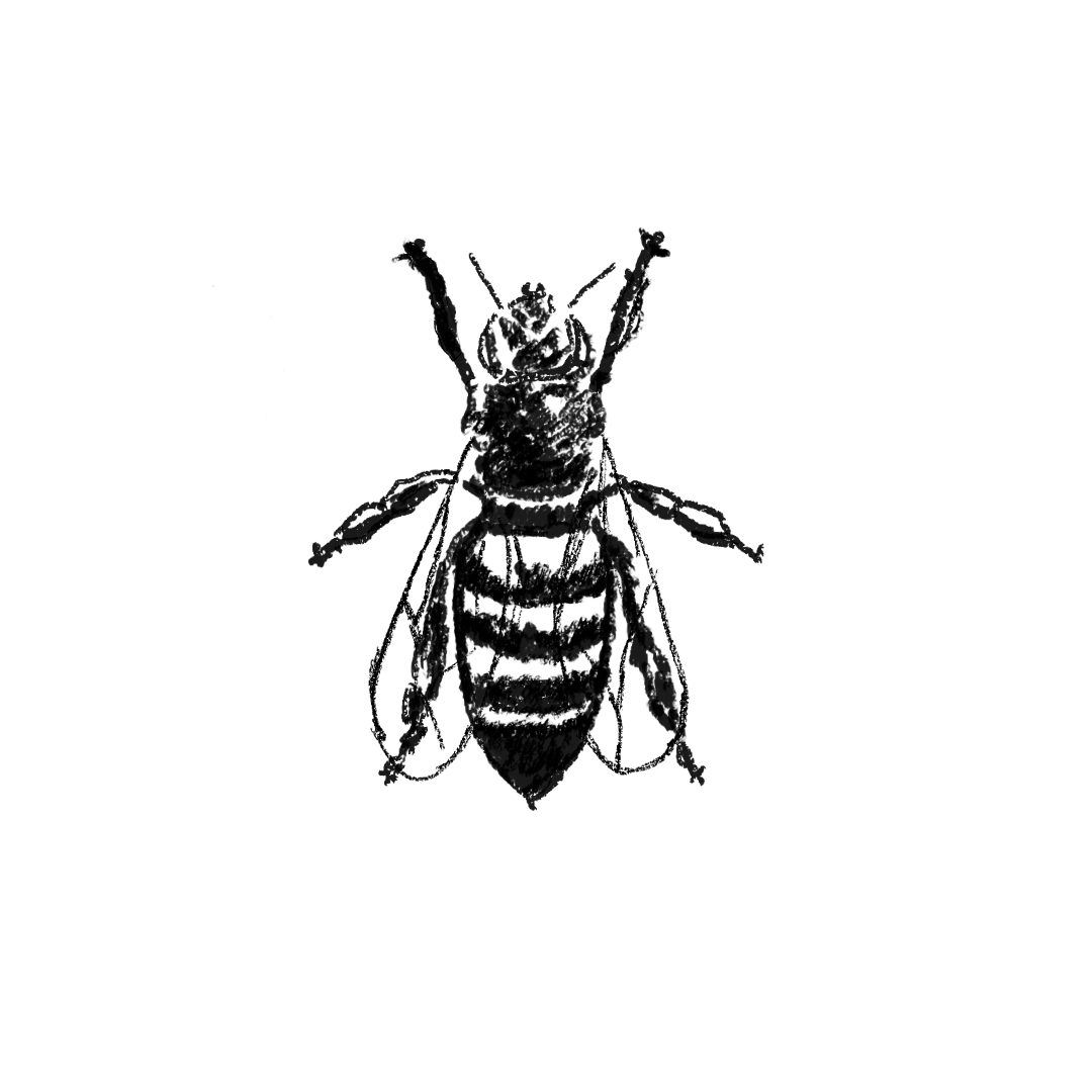 Husking Bee Coffee